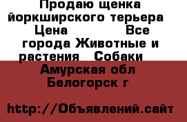 Продаю щенка йоркширского терьера  › Цена ­ 20 000 - Все города Животные и растения » Собаки   . Амурская обл.,Белогорск г.